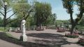 Тюльпаны в Гатчине завершают свой сезон буйством красок