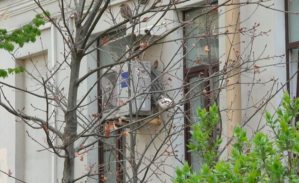 В Петербурге заметили редкого белого воробья В Петербурге заметили редкого белого воробья