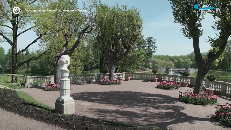 Тюльпаны в Гатчине завершают свой сезон буйством красок