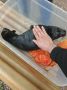 В Фонд друзей балтийской нерпы поступили пятеро истощённых ладожских нерпят