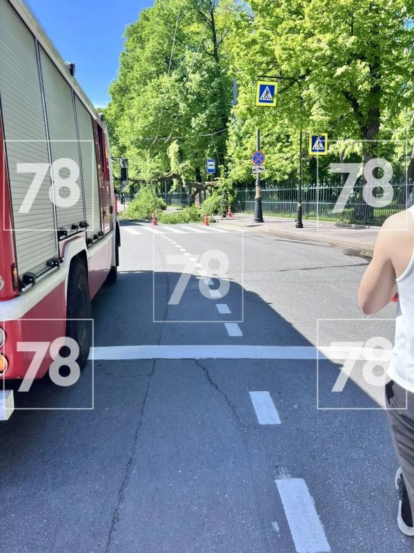 Дерево Таврического сада рухнуло на проезжую часть, сообщает читатель 78. По его словам, ствол задел провода