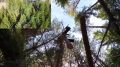 Шведские дроны научились «воровать» деревья