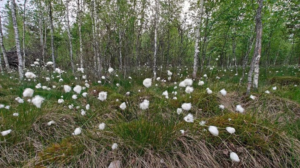 В Ленобласти начала плодоносить пушица влагалищная В Ленобласти начала плодоносить пушица влагалищная