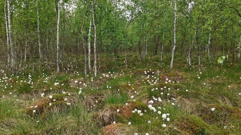 В Ленобласти начала плодоносить пушица влагалищная В Ленобласти начала плодоносить пушица влагалищная