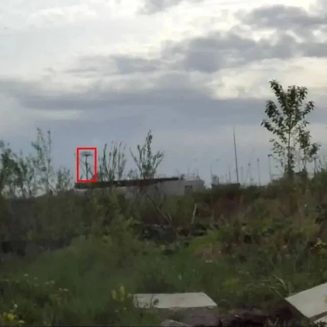 Нейросеть «Городовой» обнаружила первый борщевик в Петербурге в 2026 году