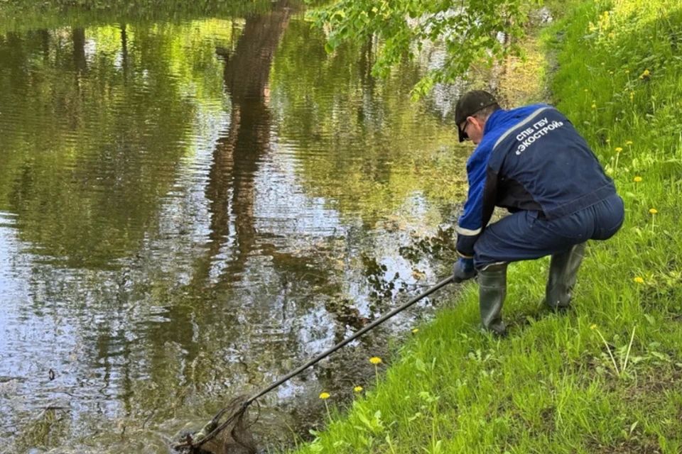 Экослужбы Петербурга собрали более 68 тонн опасных отходов за неделю