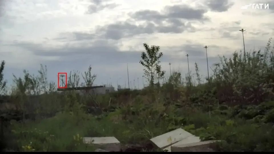 ИИ vs борщевик. Петербургская нейросеть «Городовой» нашла первый борщевик сезона в Московском районе