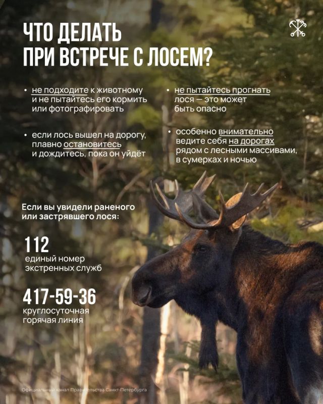 В Петербурге и Ленинградской области продолжается сезонная миграция лосей