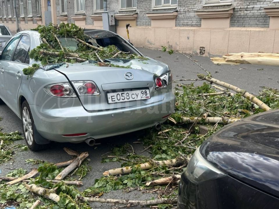 Деревопад находит новых жертв – теперь автомобили на Наличной Деревопад находит новых жертв – теперь автомобили на Наличной