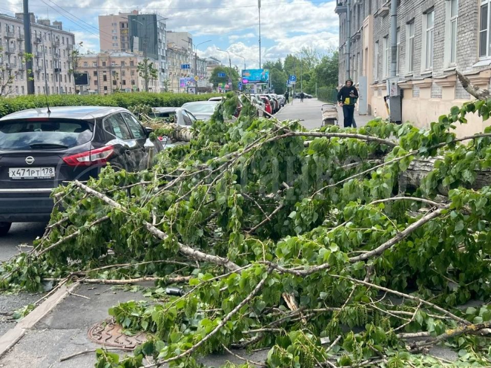 Деревопад находит новых жертв – теперь автомобили на Наличной Деревопад находит новых жертв – теперь автомобили на Наличной