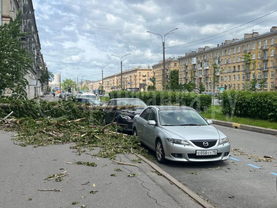 Деревопад находит новых жертв – теперь автомобили на Наличной