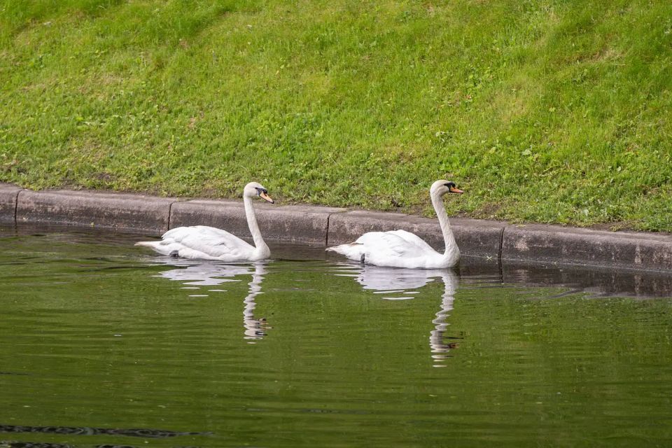 Семейная пара лебедей-шипунов Елисей и Любава вернулась в Карпиев пруд Летнего сада после зимовки в Ленинградском зоопарке