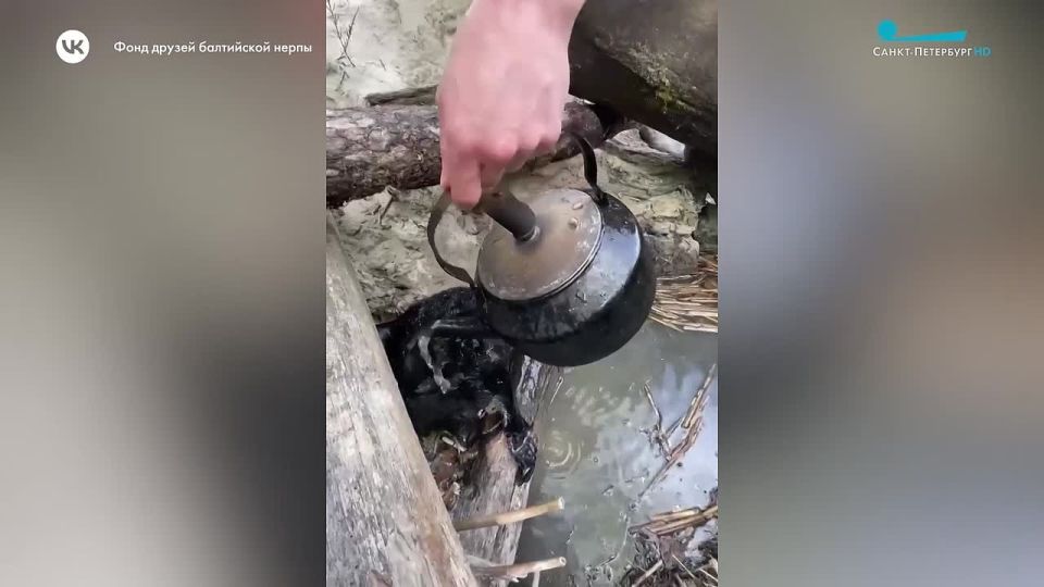 Еще одну нерпочку спасли туристы