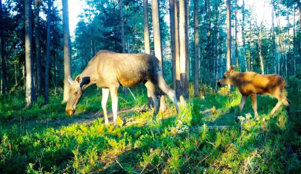 Молодую лосиху с малышом запечатлели во Всеволожском районе Молодую лосиху с малышом запечатлели во Всеволожском районе