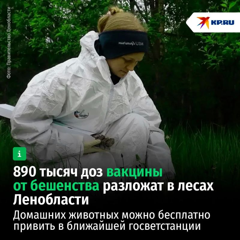 890 тысяч доз вакцины от бешенства разложат в лесах Ленобласти