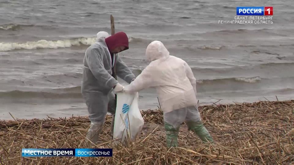 Под Сестрорецком волонтеры учились ликвидировать последствия разлива нефти
