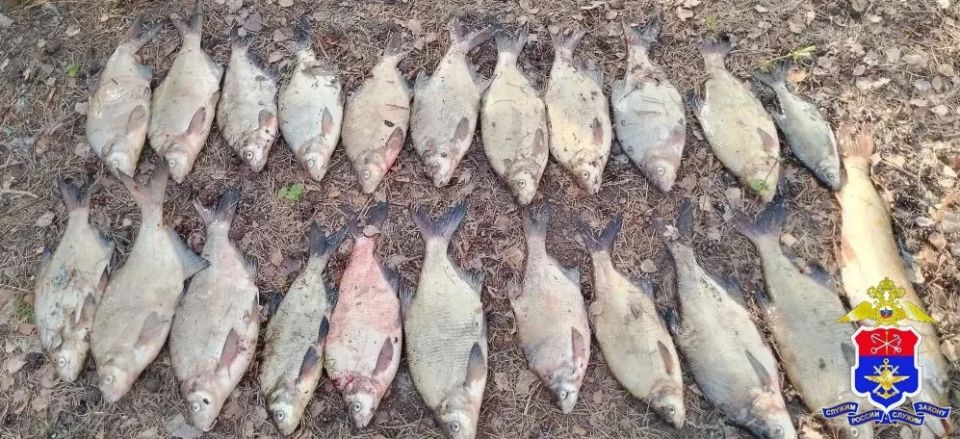 Сотрудниками транспортной полиции пресечены факты незаконной добычи водных биоресурсов в акватории реки Оять на территории Ленинградской области Сотрудниками транспортной полиции пресечены факты незаконной добычи водных биоресурсов в акватории реки Оять на территории Ленинградской области