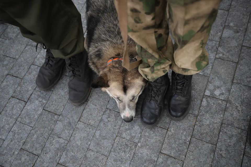 В Петербурге могут снять законодательные ограничения с собак-поисковиков
