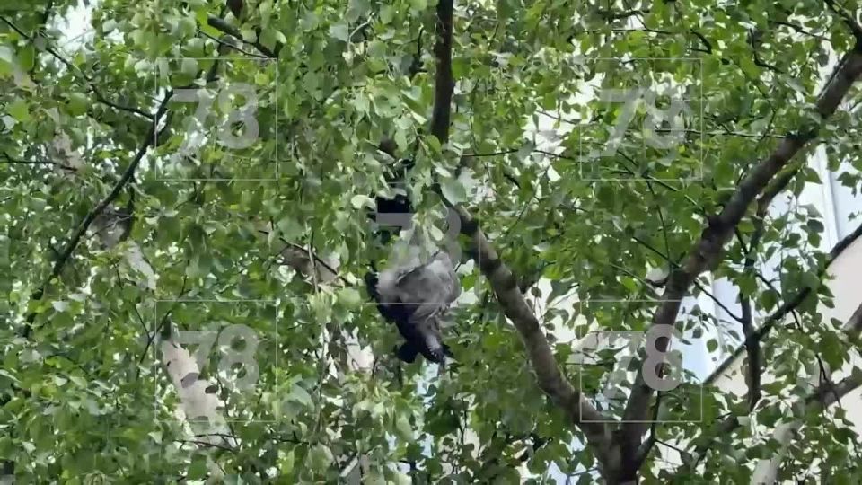Воронёнок чуть не повесился на дереве на улице Добровольцев