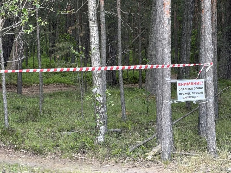 У посёлков Большая Ижора и Лебяжье запретили вход в лес до особого распоряжения У посёлков Большая Ижора и Лебяжье запретили вход в лес до особого распоряжения
