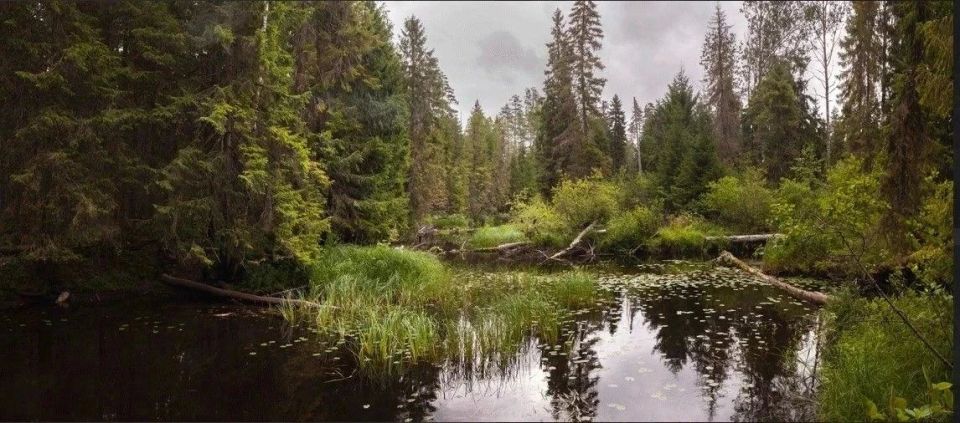 В Ленинградской области создан уникальный природный заказник