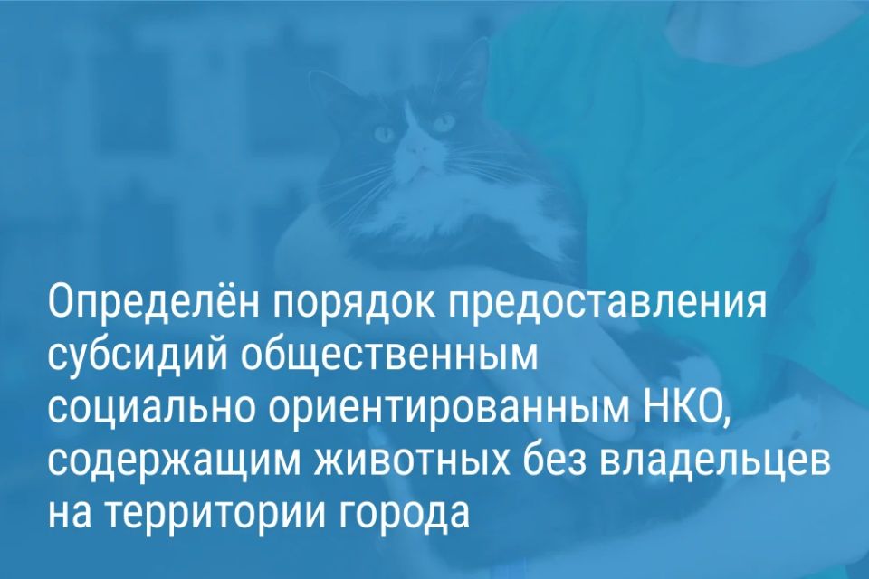 Александр Беглов подписал постановление, направленное на поддержку приютов для животных