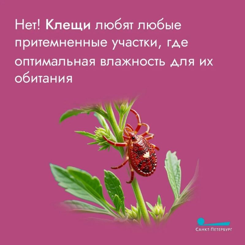 Укусы клещей – одна из сезонных угроз для здоровья, так как эти насекомые могут переносить различные заболевания Укусы клещей – одна из сезонных угроз для здоровья, так как эти насекомые могут переносить различные заболевания