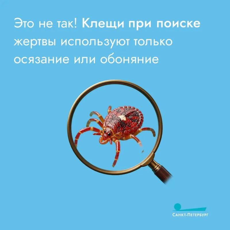 Укусы клещей – одна из сезонных угроз для здоровья, так как эти насекомые могут переносить различные заболевания Укусы клещей – одна из сезонных угроз для здоровья, так как эти насекомые могут переносить различные заболевания