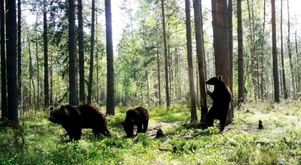 В лесах Ленобласти начался брачный сезон у медведей