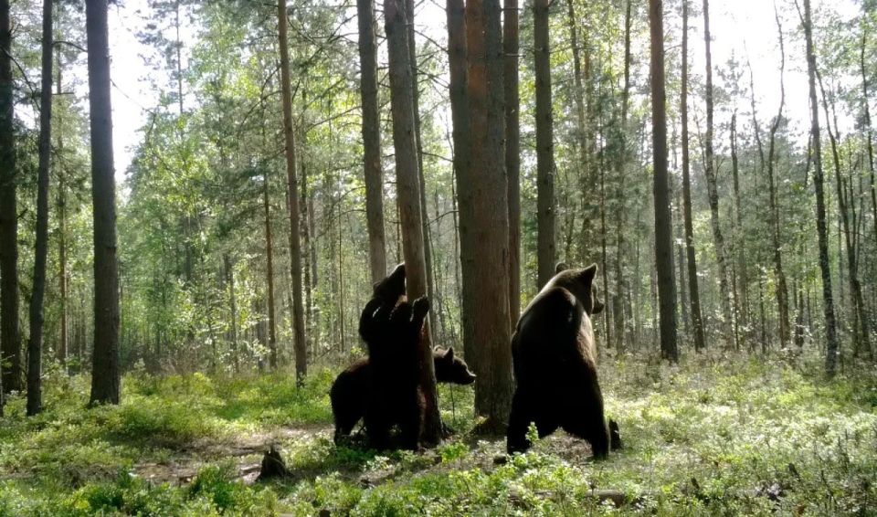 В лесах Ленобласти начался брачный сезон у медведей В лесах Ленобласти начался брачный сезон у медведей