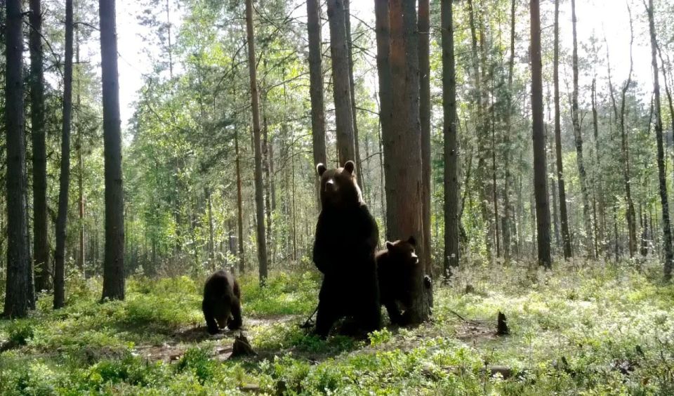 В лесах Ленобласти начался брачный сезон у медведей В лесах Ленобласти начался брачный сезон у медведей