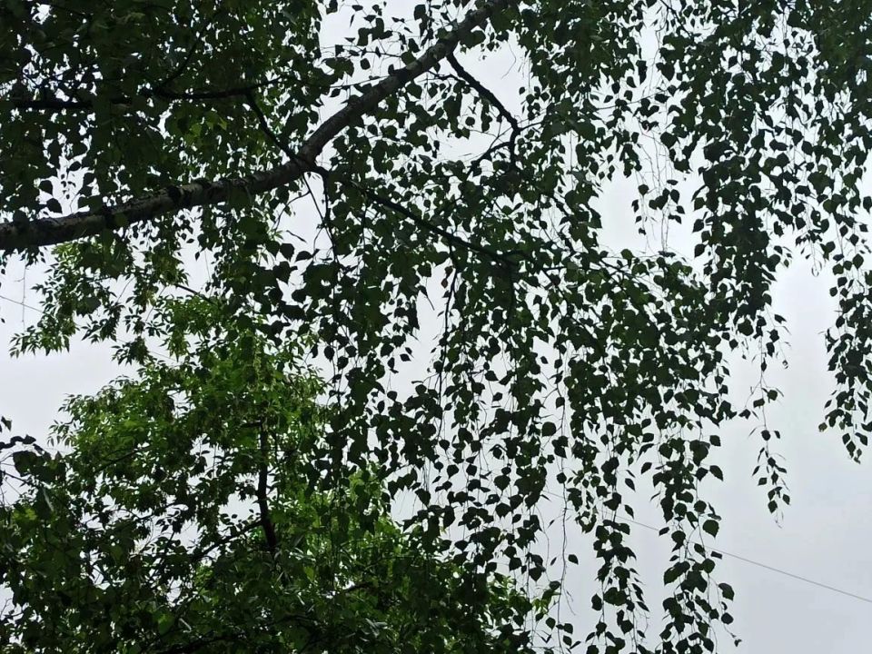 Санкт-Петербурге местами пройдут кратковременные дожди