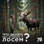 Лоси стали появляться на городских улицах всё чаще