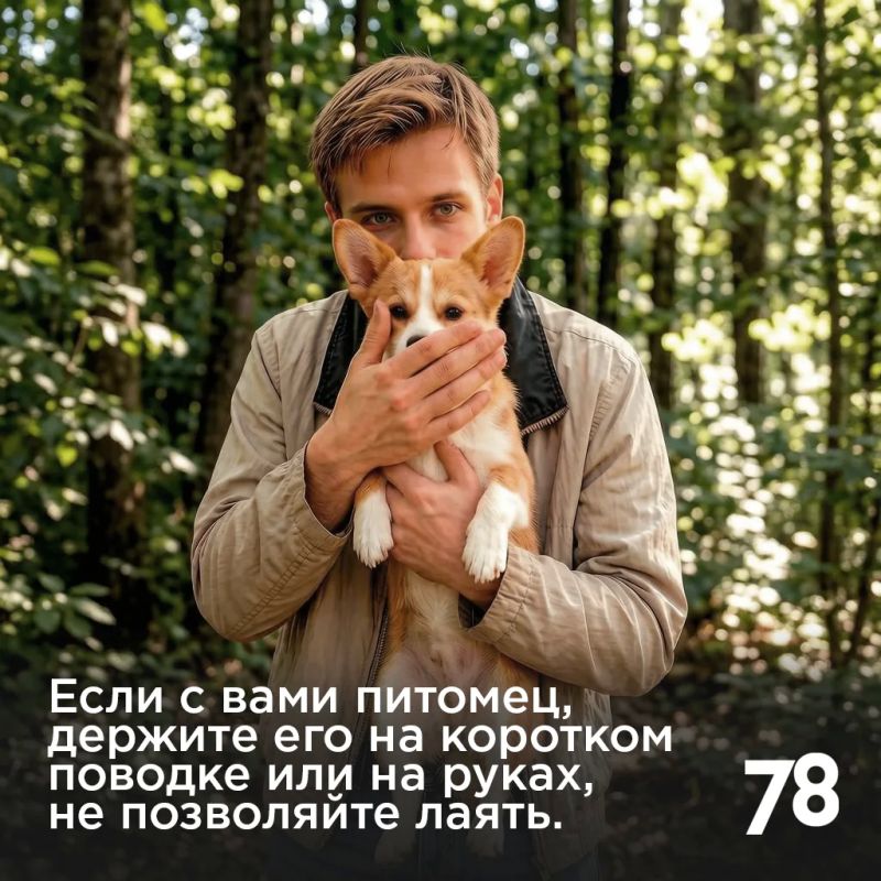 Лоси стали появляться на городских улицах всё чаще Лоси стали появляться на городских улицах всё чаще