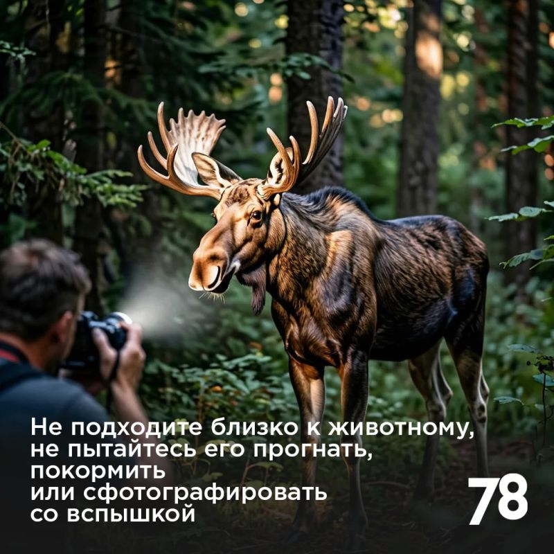 Лоси стали появляться на городских улицах всё чаще Лоси стали появляться на городских улицах всё чаще