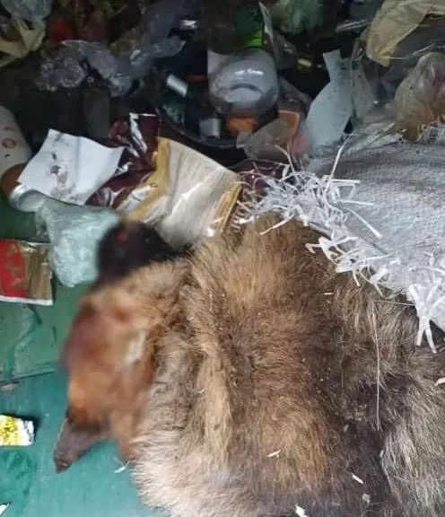 В Песочном в мусорном контейнере нашли мертвого котенка и выжившего малыша В Песочном в мусорном контейнере нашли мертвого котенка и выжившего малыша