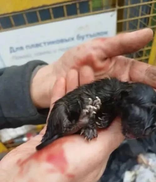 В Песочном в мусорном контейнере нашли мертвого котенка и выжившего малыша В Песочном в мусорном контейнере нашли мертвого котенка и выжившего малыша