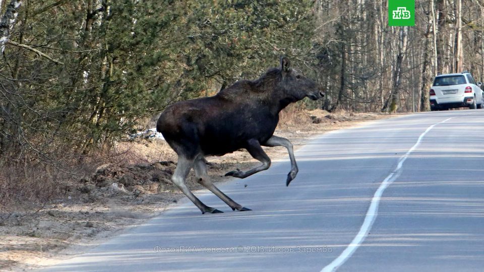 От столкновения с лосем в Ленинградской области погиб байкер