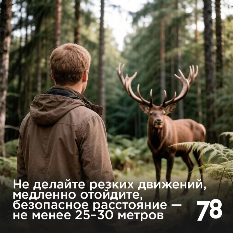 Лоси стали появляться на городских улицах всё чаще Лоси стали появляться на городских улицах всё чаще