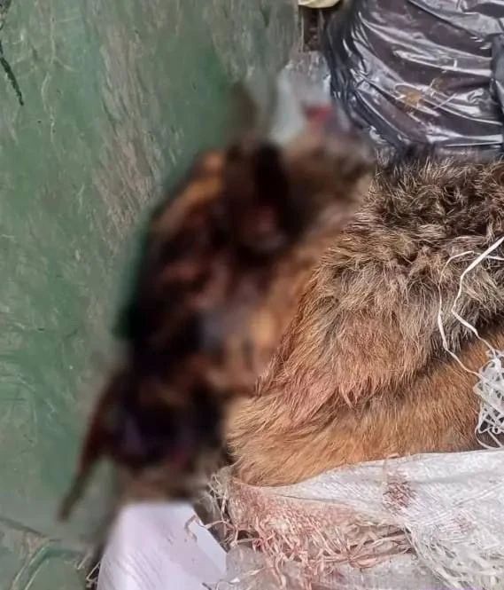 В Песочном в мусорном контейнере нашли мертвого котенка и выжившего малыша