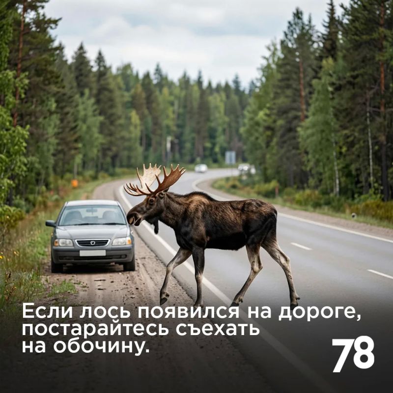 Лоси стали появляться на городских улицах всё чаще Лоси стали появляться на городских улицах всё чаще