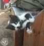 Рубрика «Будни солдата».. Разбавим ленту фронтовыми котиками! Два майора Два майора в ВКх