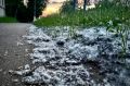 В Петербурге задумались над созданием собственных пухососов