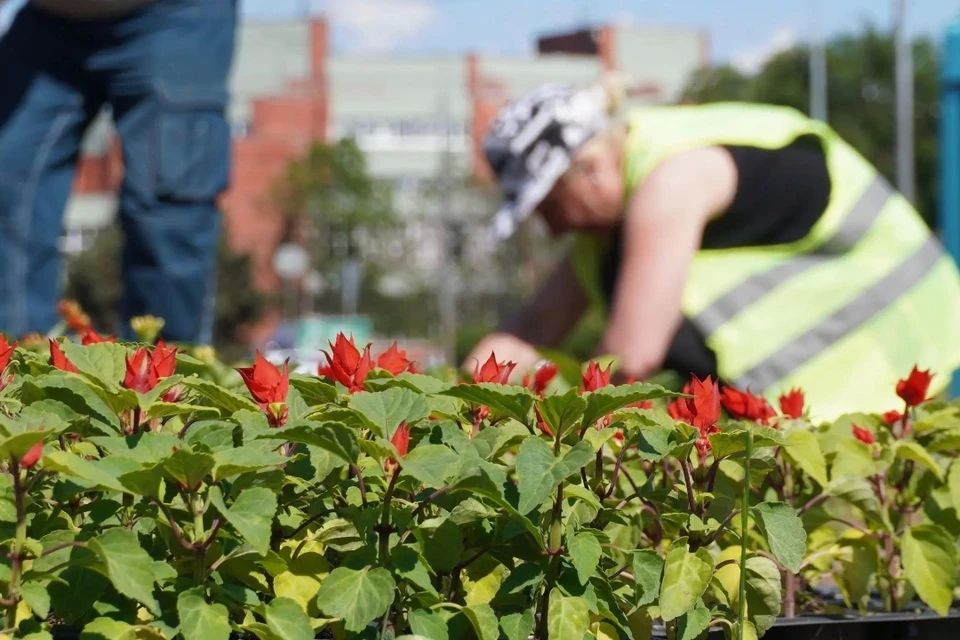 125 тысяч цветов высадят в Парке Победы: в Петербурге обновляют клумбы и скамейки