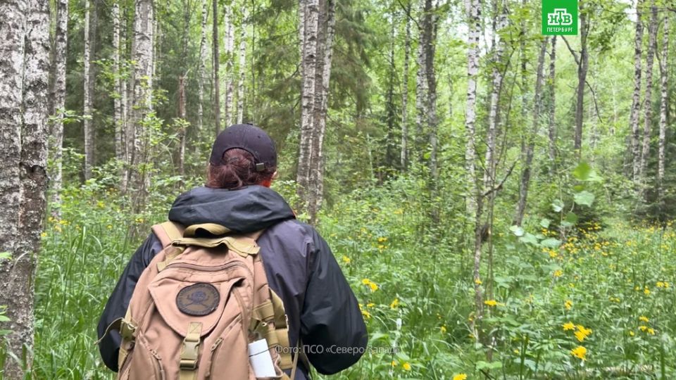 В лесах под Гатчиной найден пропавший мужчина В лесах под Гатчиной найден пропавший мужчина