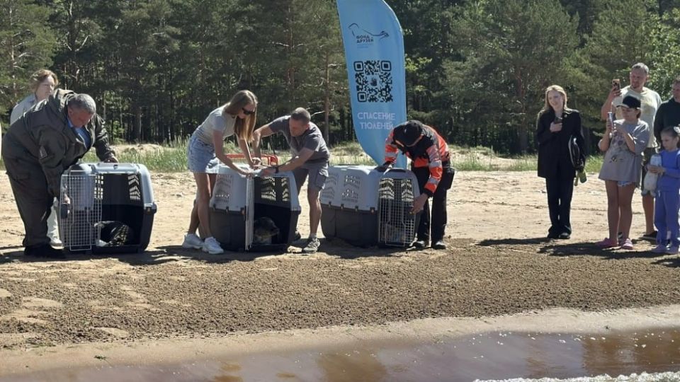 250-го тюленя выпустили в Финский залив после реабилитации