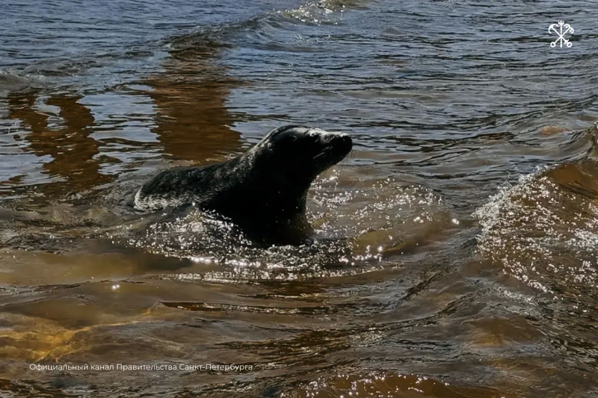 250 спасённых ластоногих уже вернулись в Балтийское море благодаря работе Фонда друзей балтийской нерпы 250 спасённых ластоногих уже вернулись в Балтийское море благодаря работе Фонда друзей балтийской нерпы