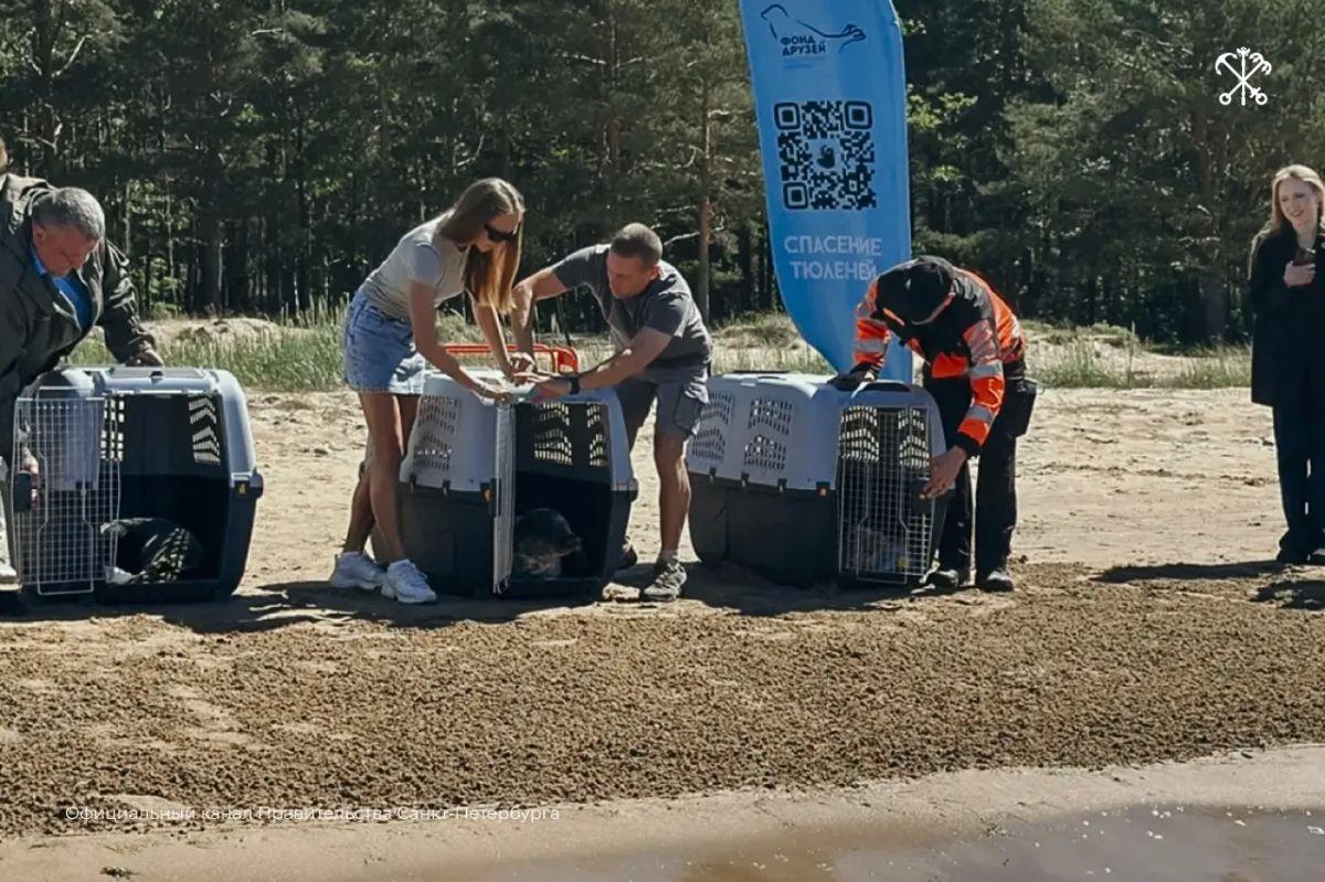 250 спасённых ластоногих уже вернулись в Балтийское море благодаря работе Фонда друзей балтийской нерпы 250 спасённых ластоногих уже вернулись в Балтийское море благодаря работе Фонда друзей балтийской нерпы