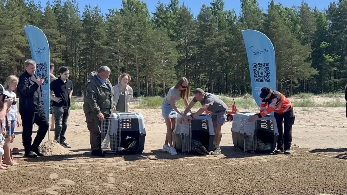 Сразу трех ластоногих выпустили в воду сотрудники «Фонда друзей балтийской нерпы» Сразу трех ластоногих выпустили в воду сотрудники «Фонда друзей балтийской нерпы»