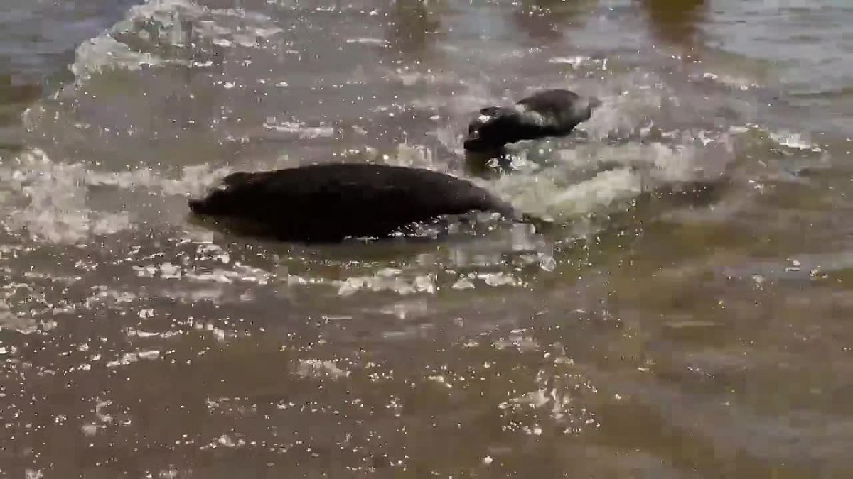 Сразу трех ластоногих выпустили в воду сотрудники «Фонда друзей балтийской нерпы»